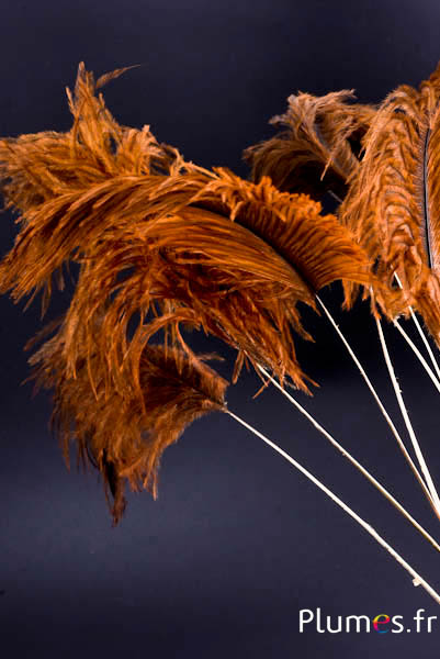 Panicule struisvogel gouden schacht - 30-40 cm - aztekengoud
